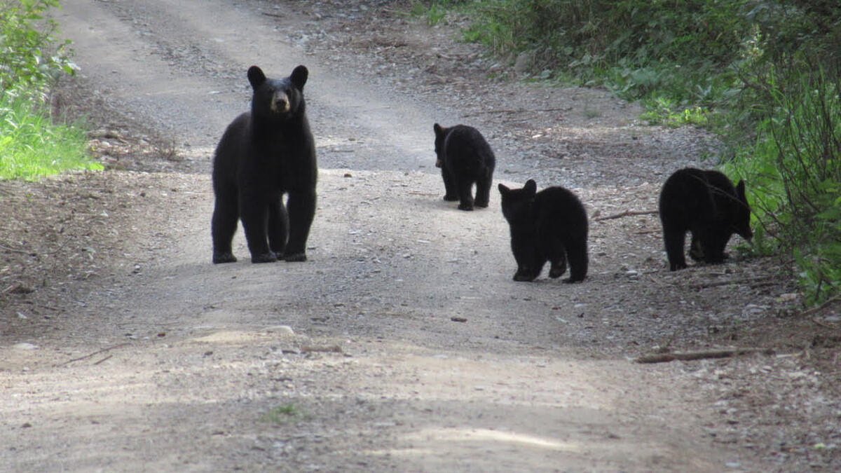 Many Maine hunters say shooting a bear with her cubs is unethical