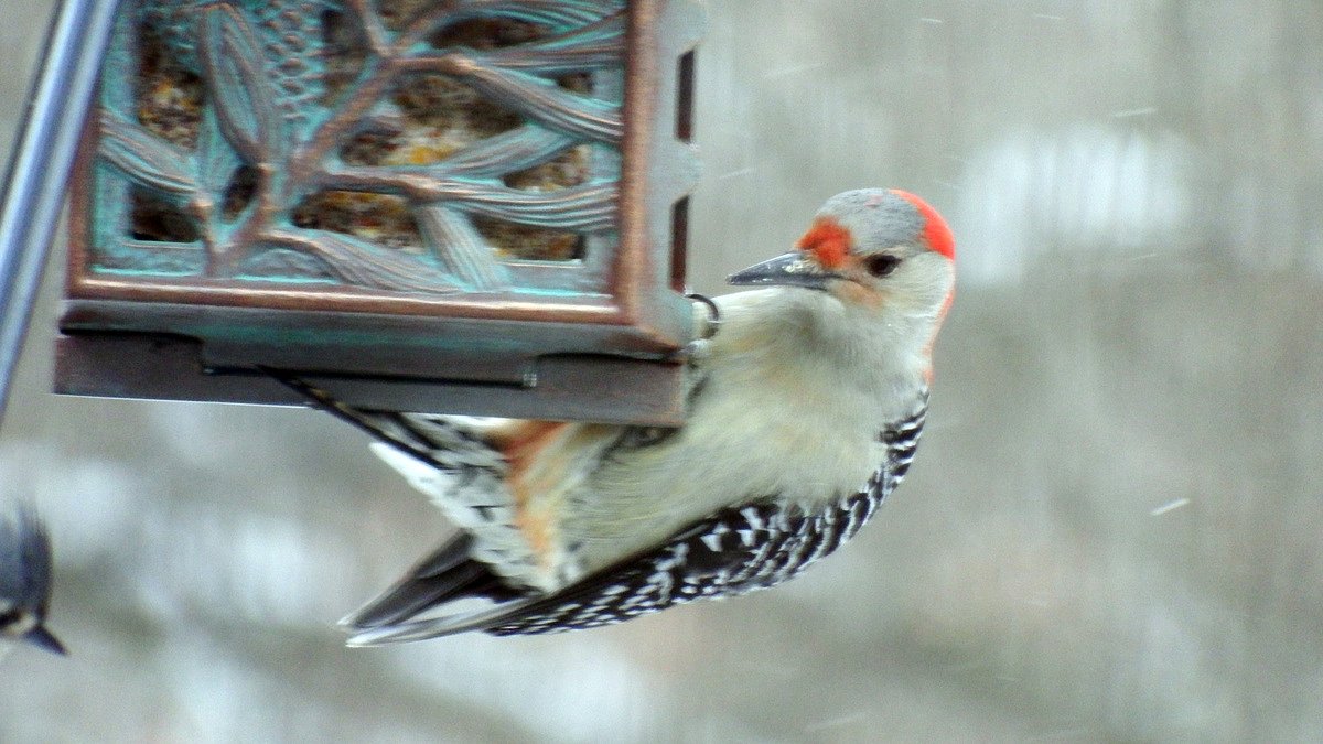 I’m a birding influencer. Here’s what I don’t like about the job.