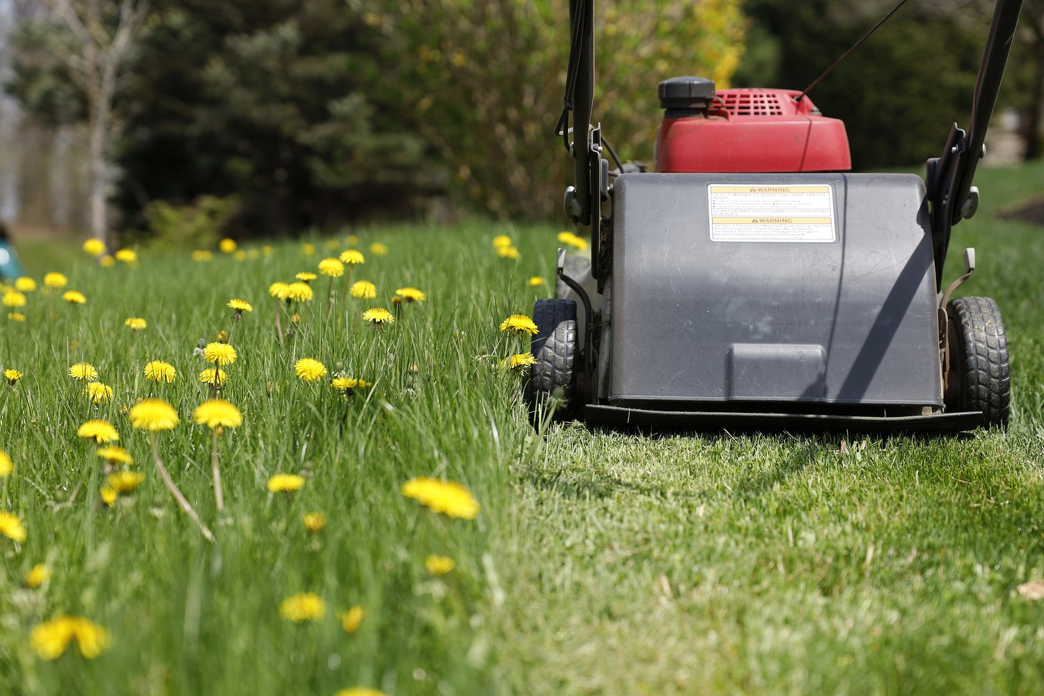 How much time, energy and money do you spend on your lawn in Our Best Life?