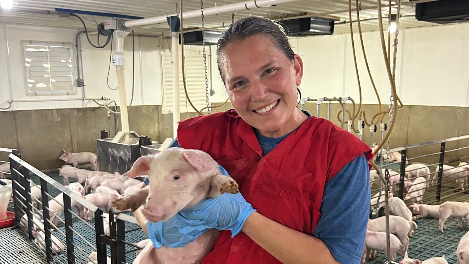 DARO announces $2.5 million fund clothes to expand disease testing capacity for the swine industry