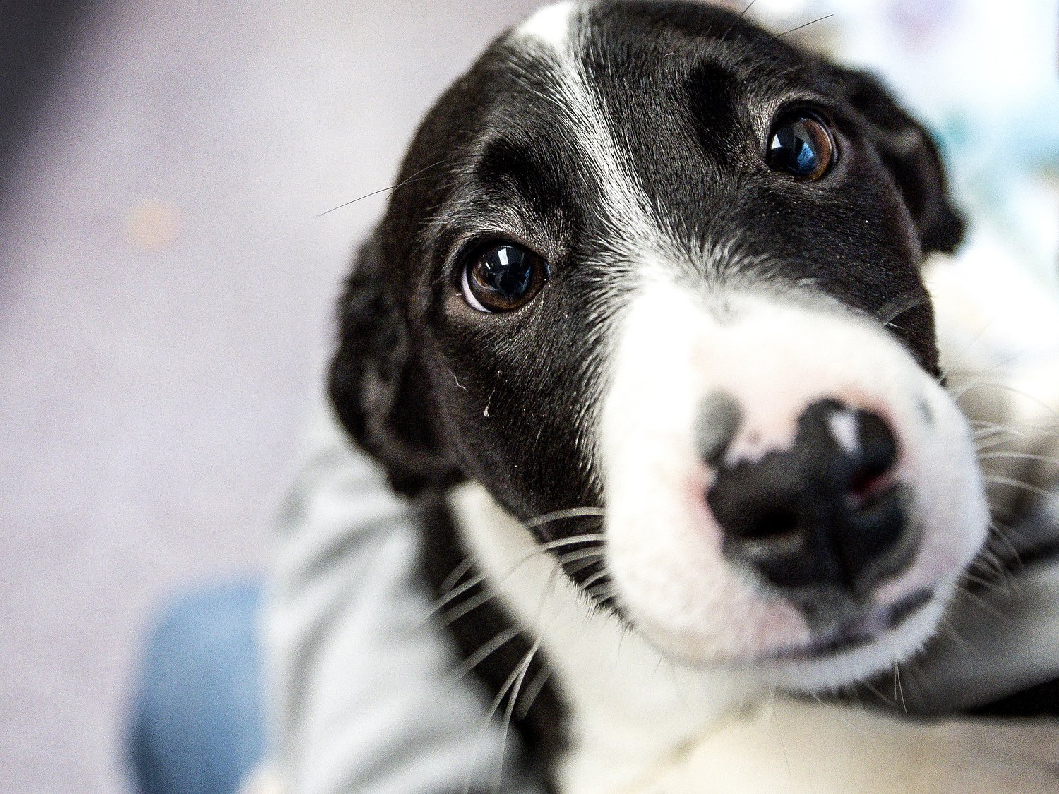 Pets will be at risk during central Pa. heat wave. Here’s what to know