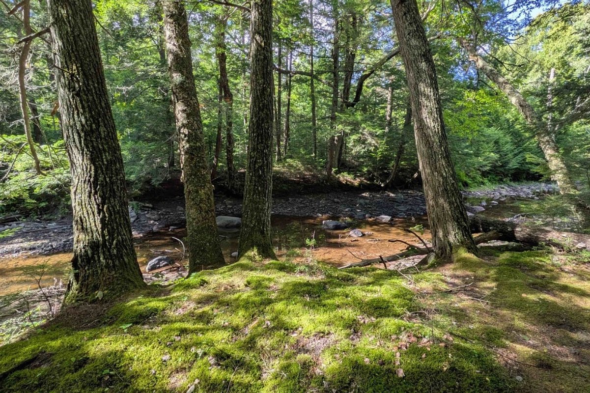 5 miles of new trails open on conserved land in midcoast Maine