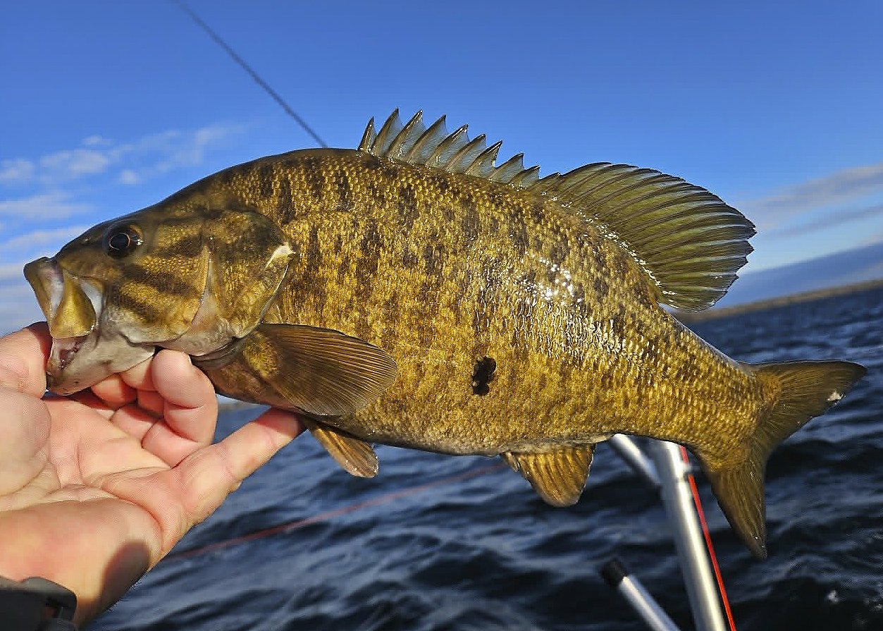 Is Oneida Lake’s smallmouth bass population going to crash?