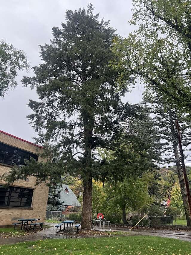 La Plata County Tree of the Year winner announced