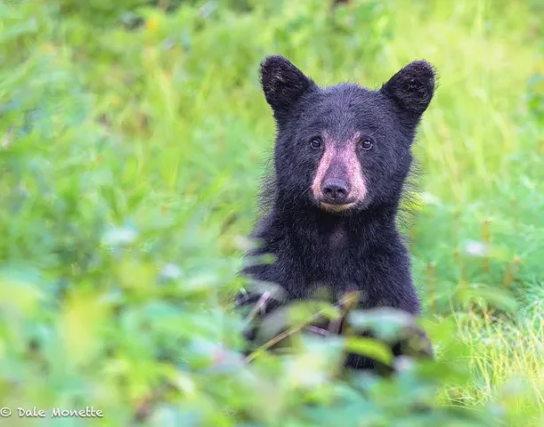 Area Briefs: Quabbin Photo Group to present nature program 'I See You'