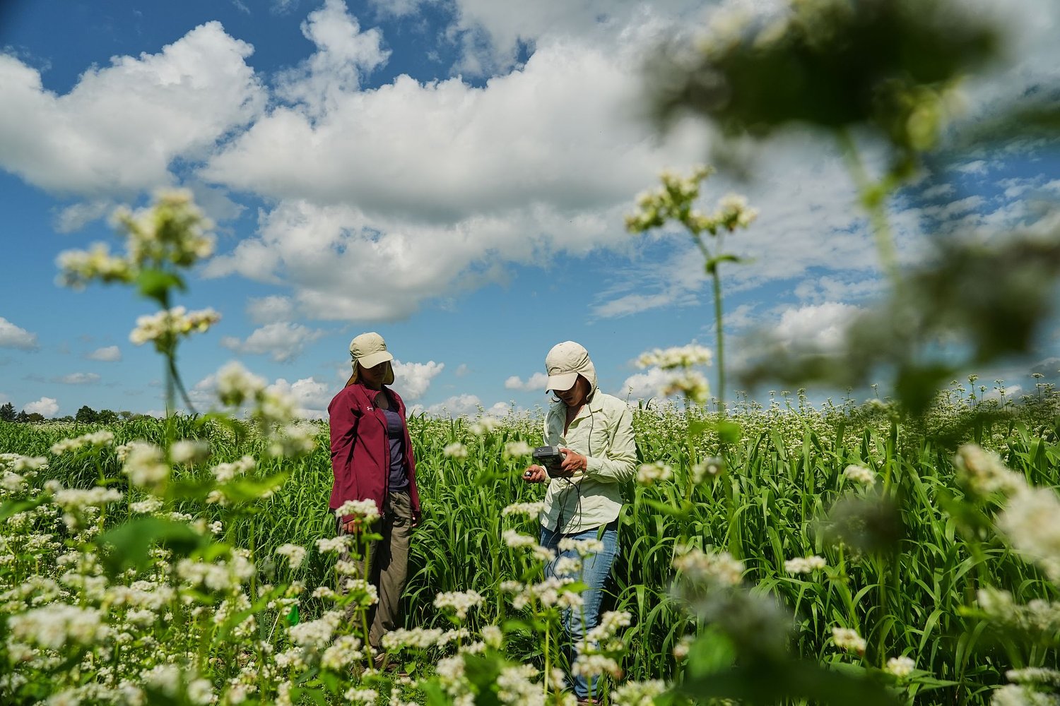 Buckwheat growers hope new markets can help it reach more tables