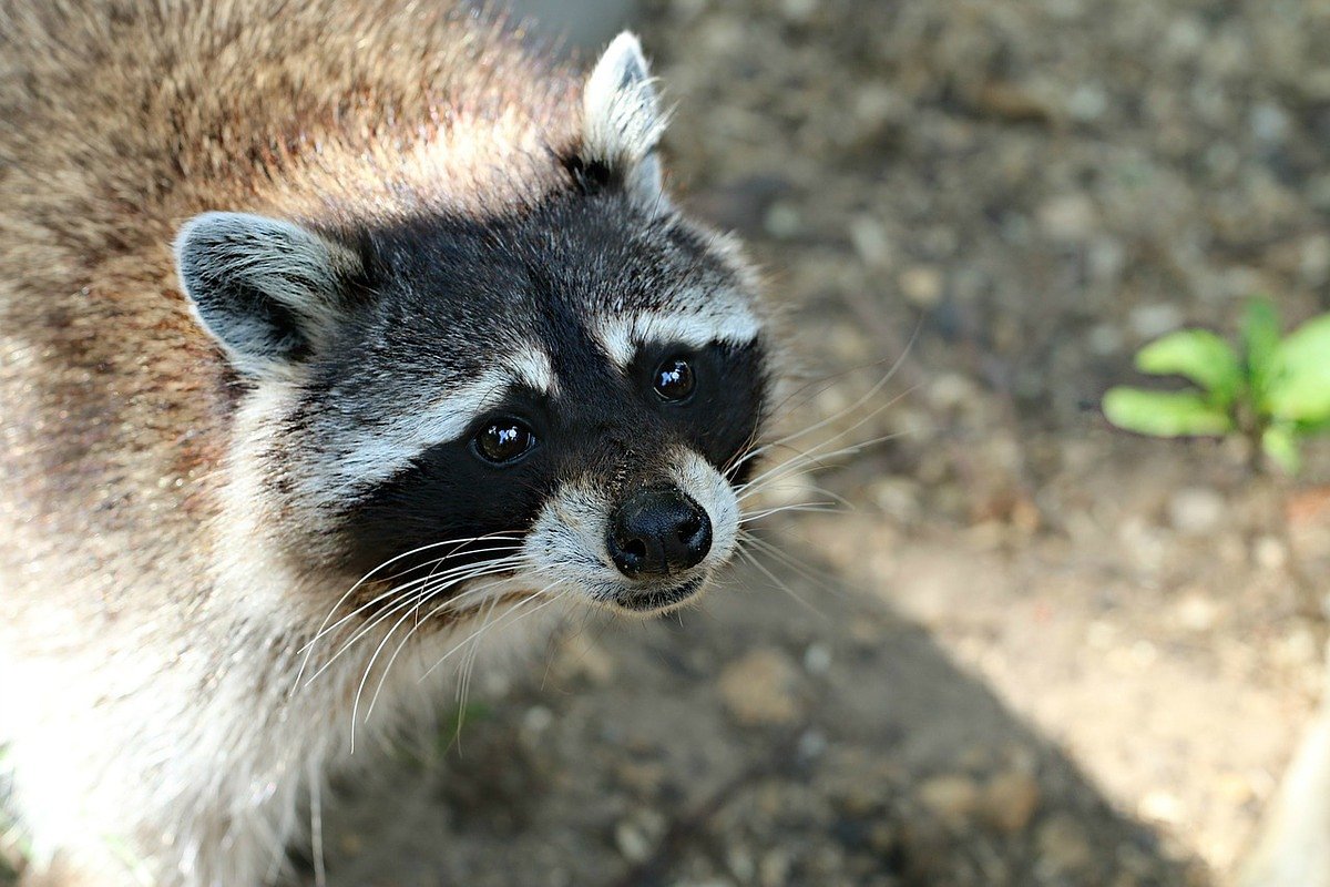 New trapping regulations take effect in Maine this fall, including early raccoon season