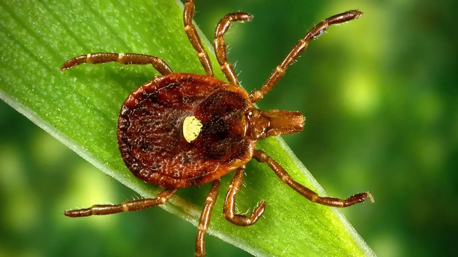 New Hampshire universities embark on $8M effort to understand rise in tick-borne illnesses