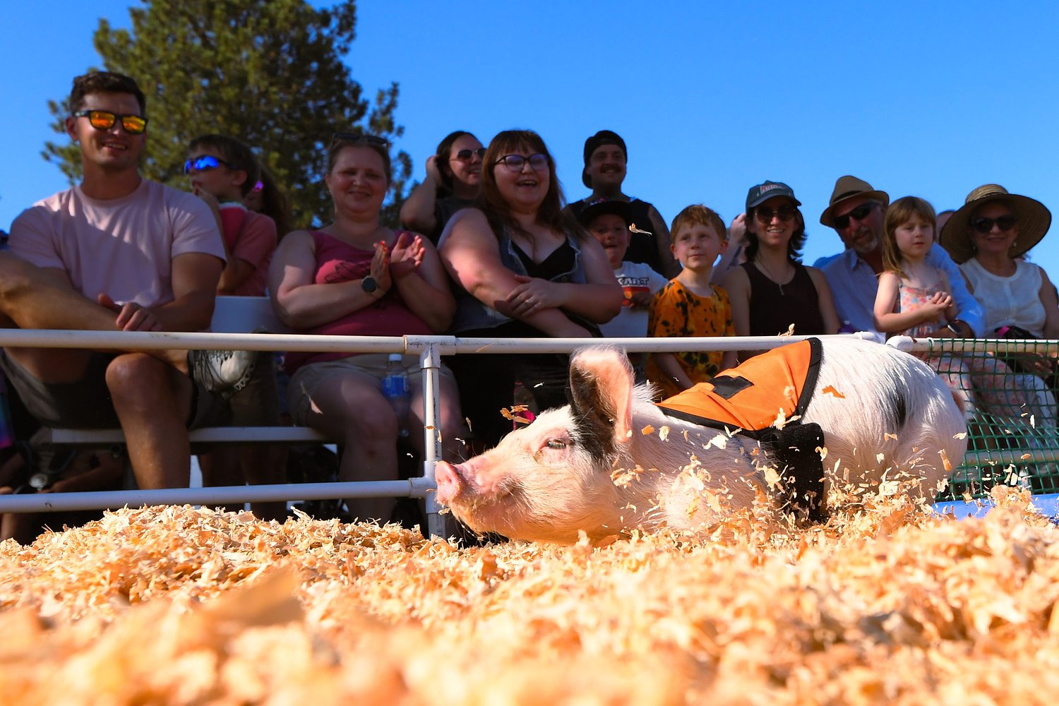 Lane County Fair 2026: What to know if you go 