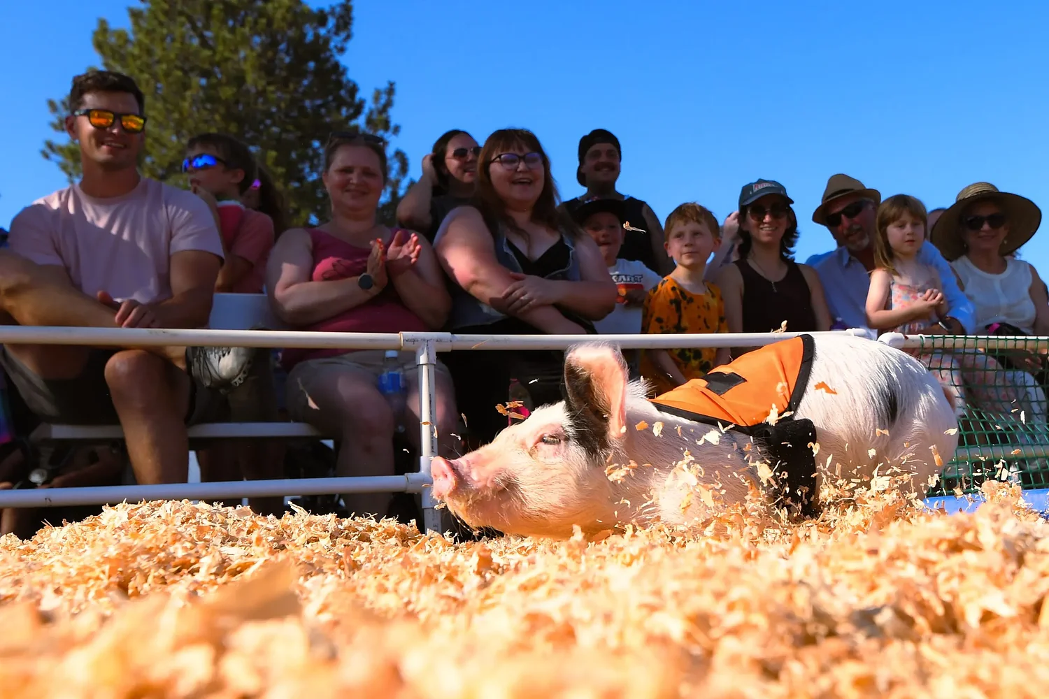 Lane County Fair 2026: What to know if you go 