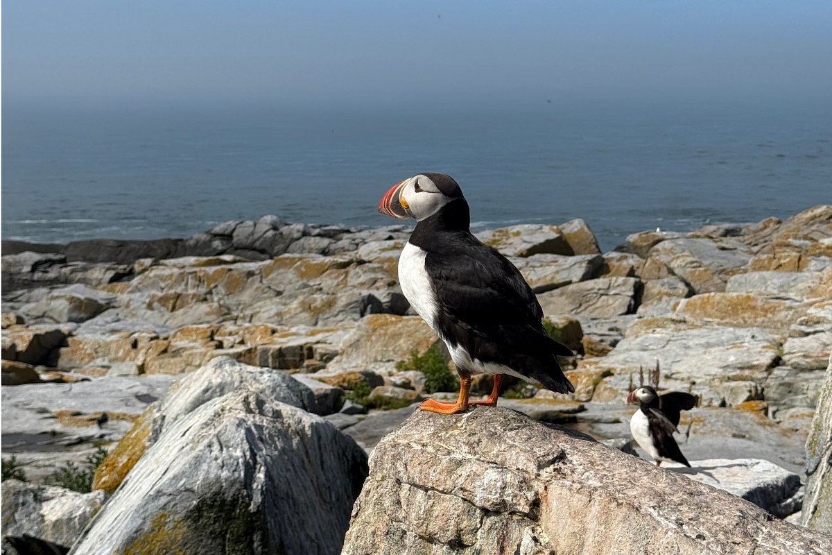 Watch what it’s like to visit Maine’s largest puffin colony