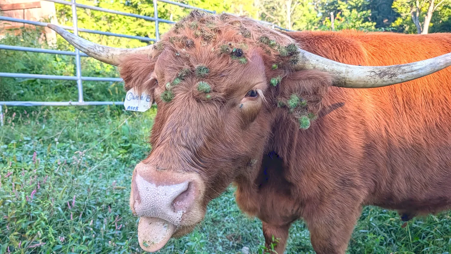 From the Farm: It's thistle time of the year