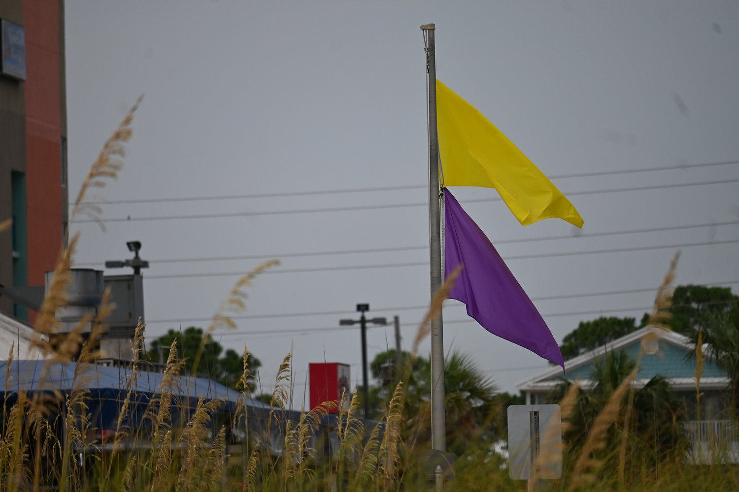 Beach conditions: Purple flags flying at 2 popular Gulf Coast spots due to dangerous marine life