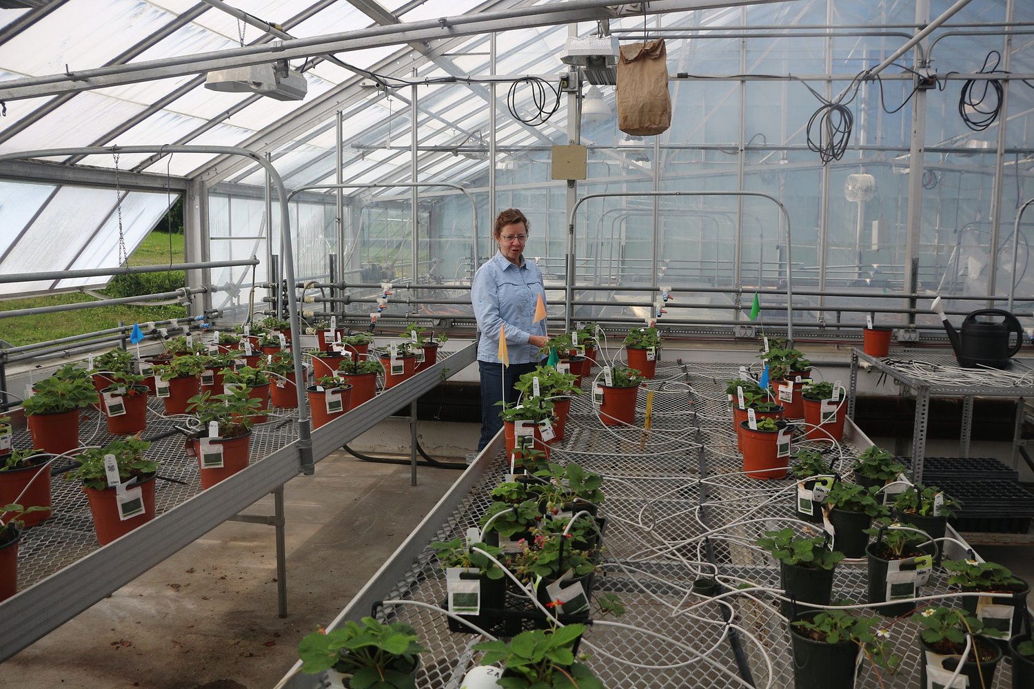 Strawberries are back in season. UNH researchers want to change how we grow and eat them