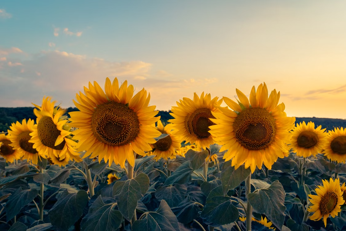 Two N.J. sunflower festivals ranked among best in nation