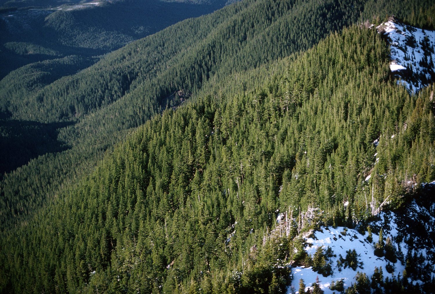 The bitter irony in the push to open more forestland to logging