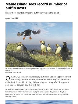 Maine island sees record number of puffin nests
