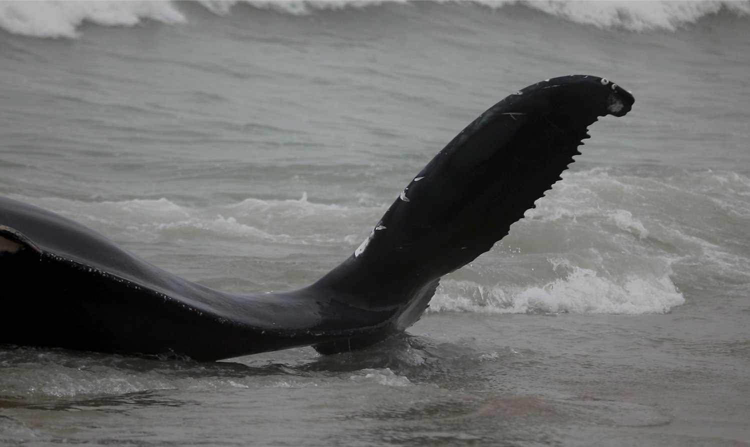 Whale carcass spotted floating along coast of Jersey Shore
