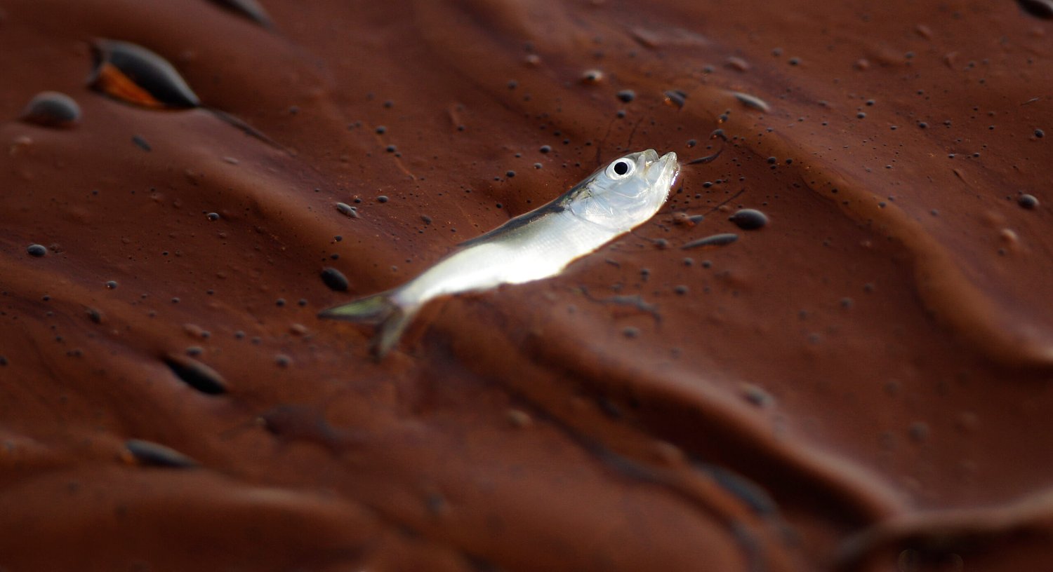 Marine life dramatically declined in Gulf of Mexico in years after BP oil spill, study finds