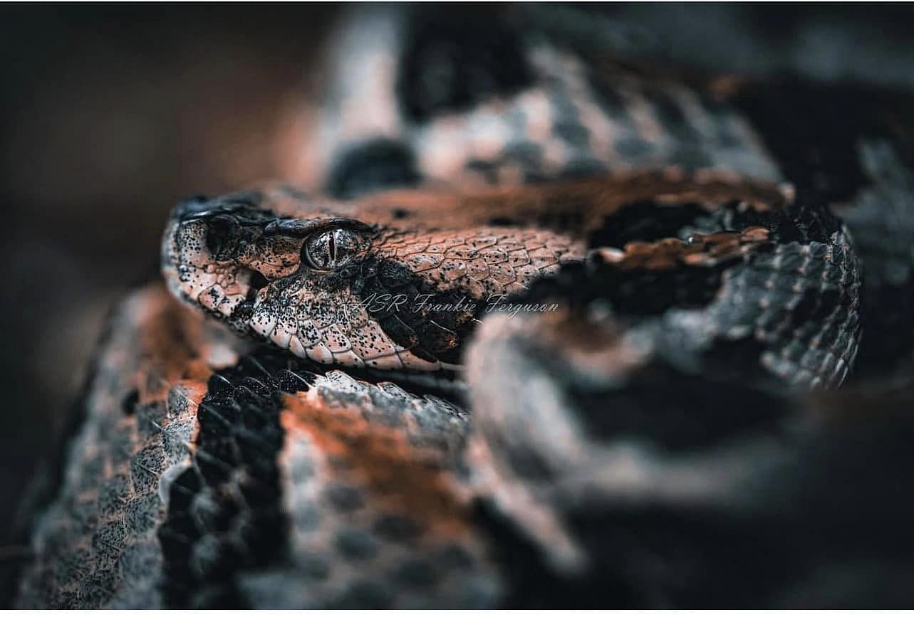 High school football game played under a rattlesnake advisory: ‘Use extra caution’