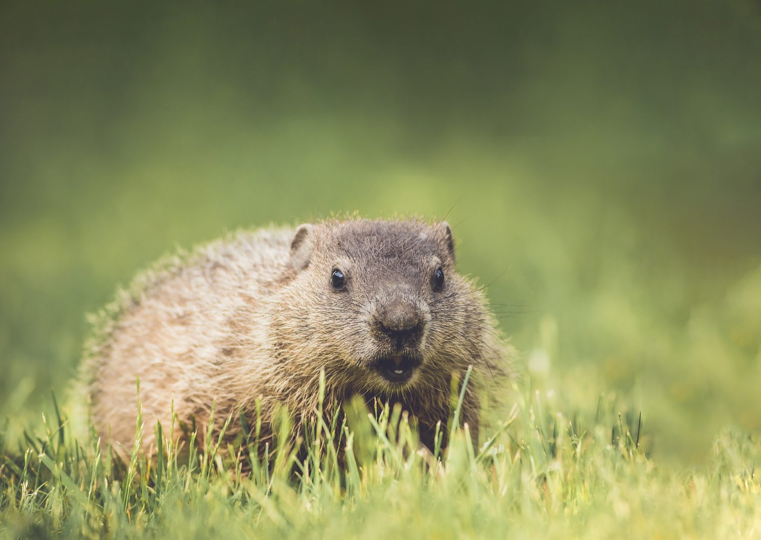 How to keep groundhogs from making your property home