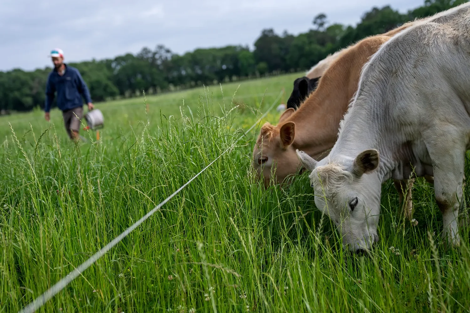 Cattle Ranchers Have a Beef With Trump