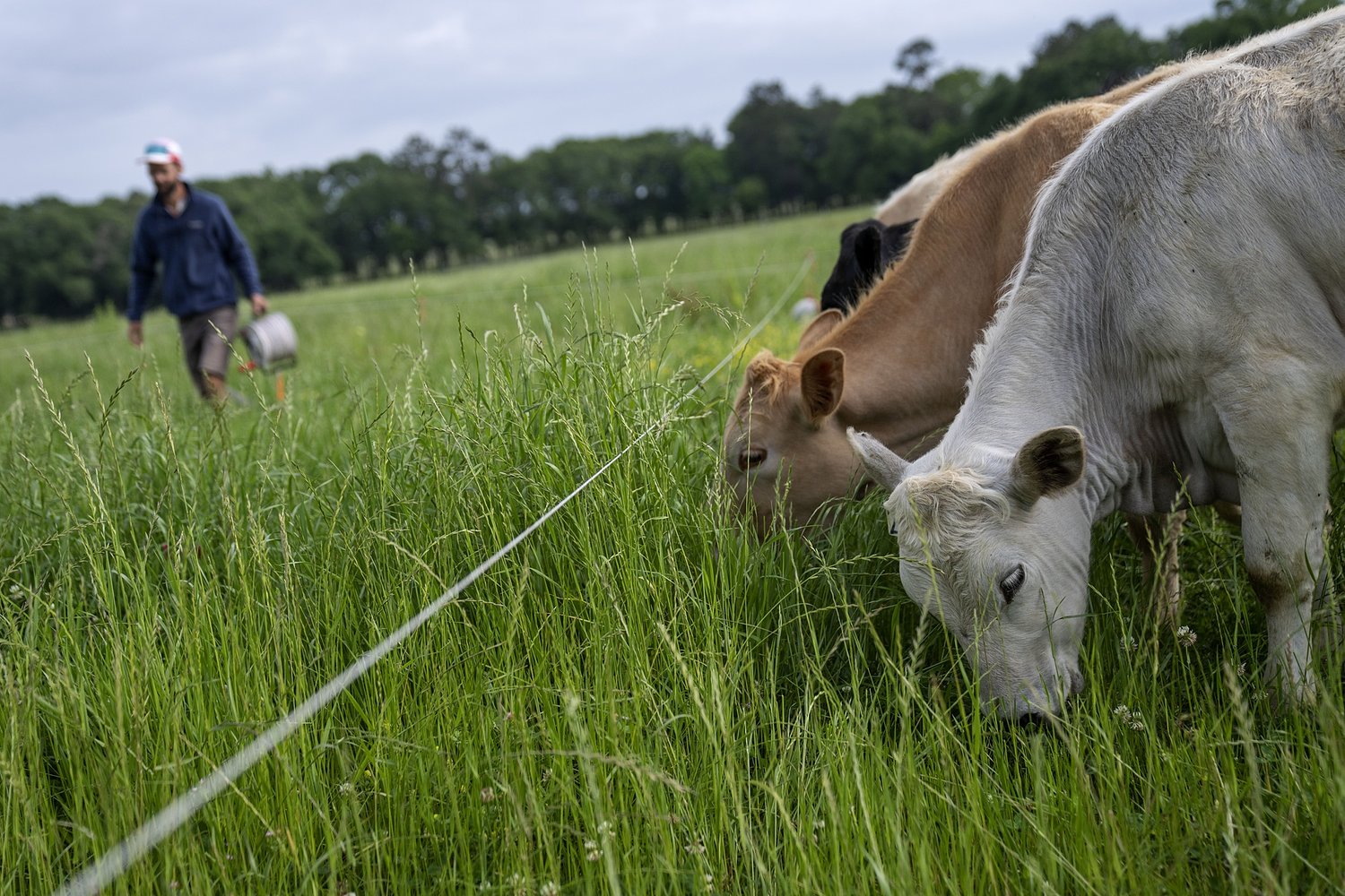 Cattle Ranchers Have a Beef With Trump