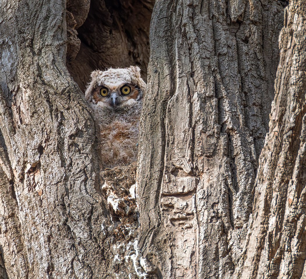 Nature Photo Contest