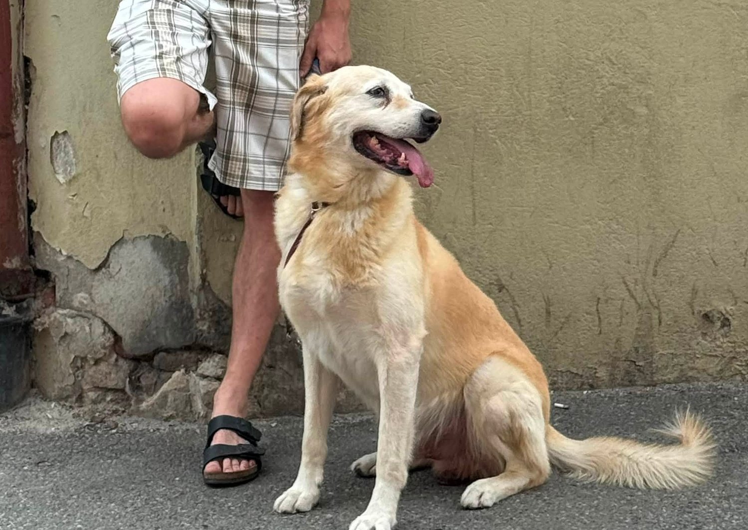 Final fericit pentru Lucky. Labradorul metis dispărut în furtuna de la Sibiu a ajuns acasă / update