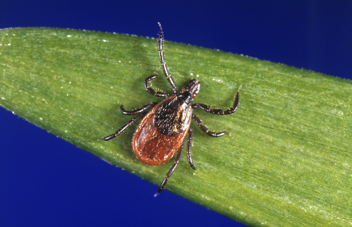 Federal funding for tick-borne diseases extended until 2030
