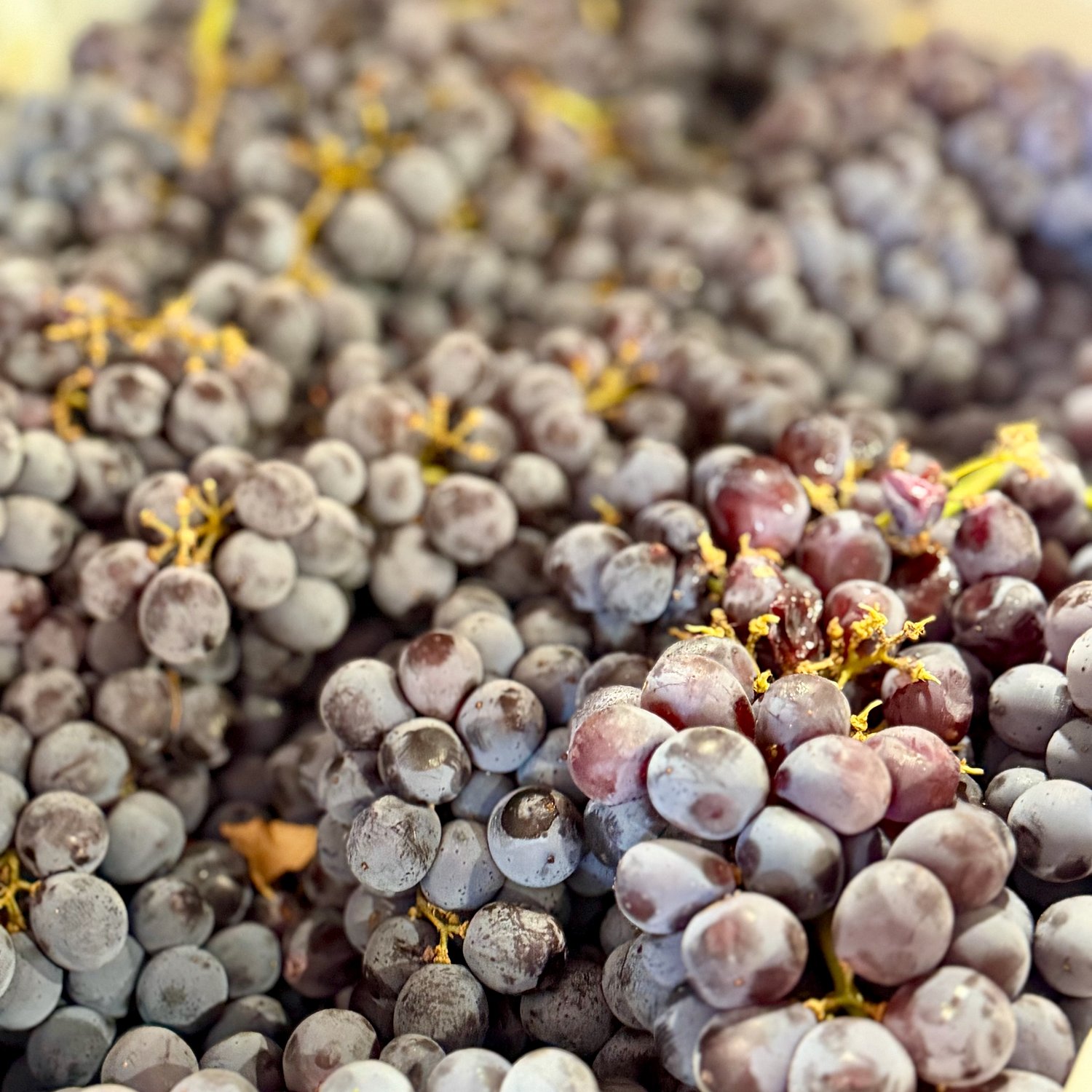 School’s in session on Staten Island — wine school, that is