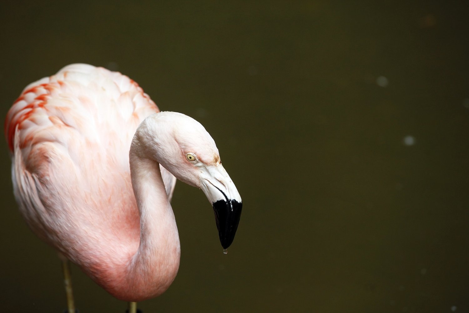 Tourist who stole flamingo on Las Vegas Strip says he drank 40 beers beforehand