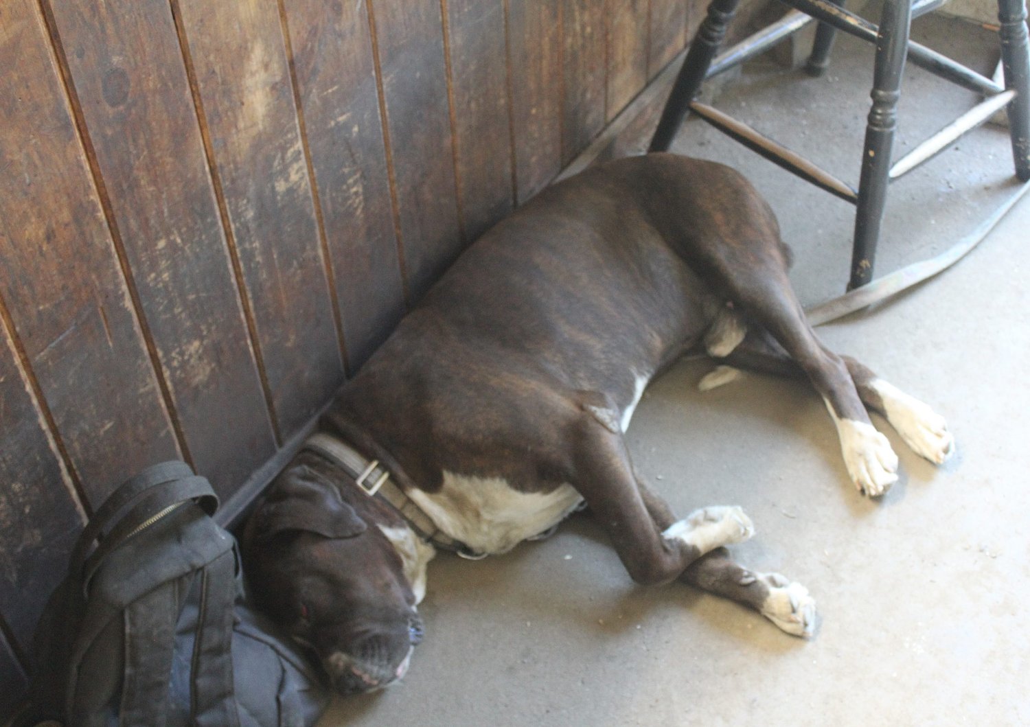 Orange Selectboard orders dog rehomed