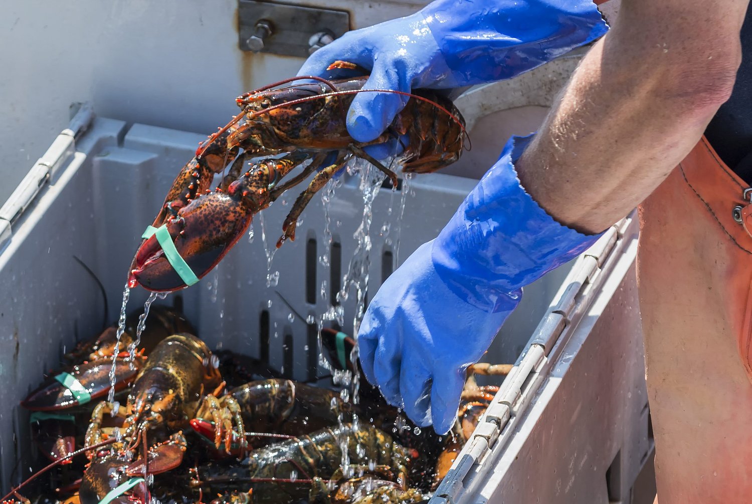 A look at the rich heritage, sustainability success, and challenges to Maine's lobster industry