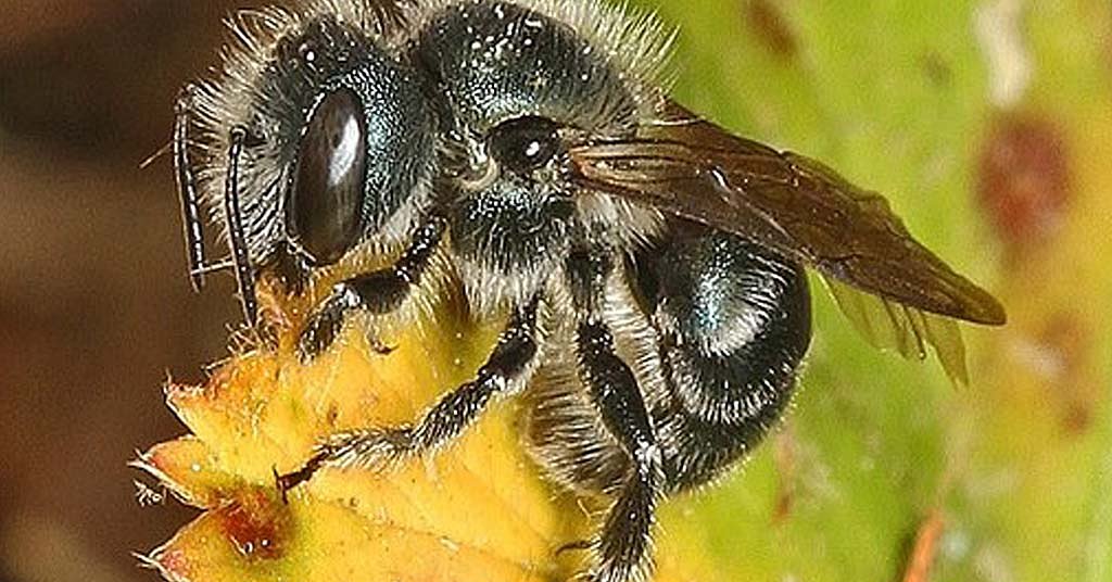 Pollinator problem: A new predator is stalking mason bees
