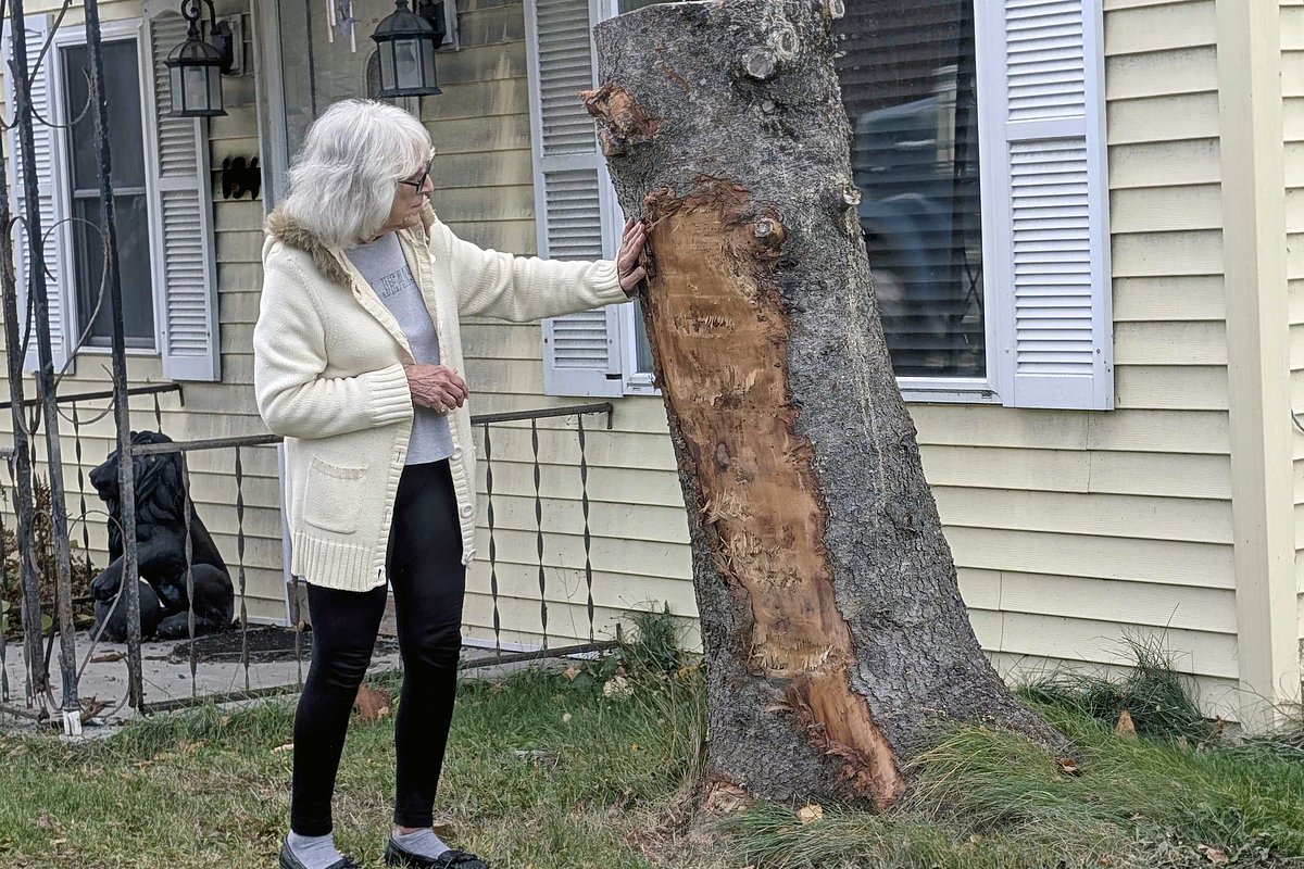 Tree stump saves Aroostook woman’s home in 2-vehicle crash