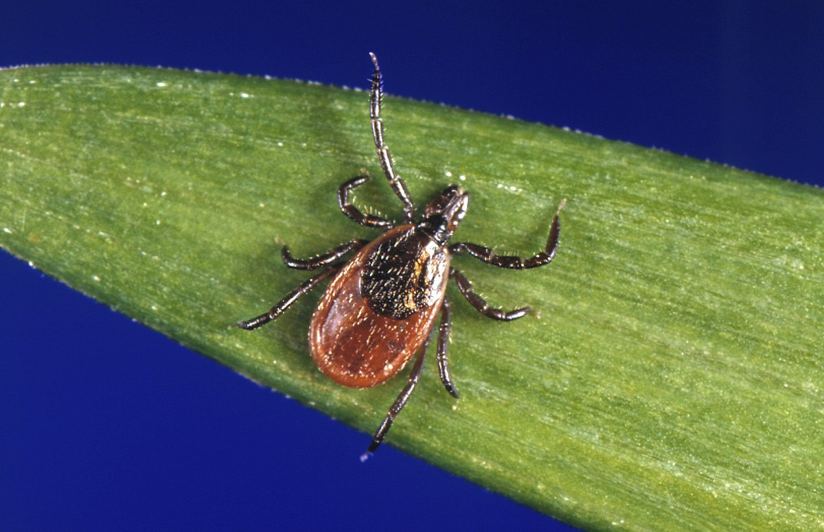 4th person in Maine this year tests positive for Powassan virus