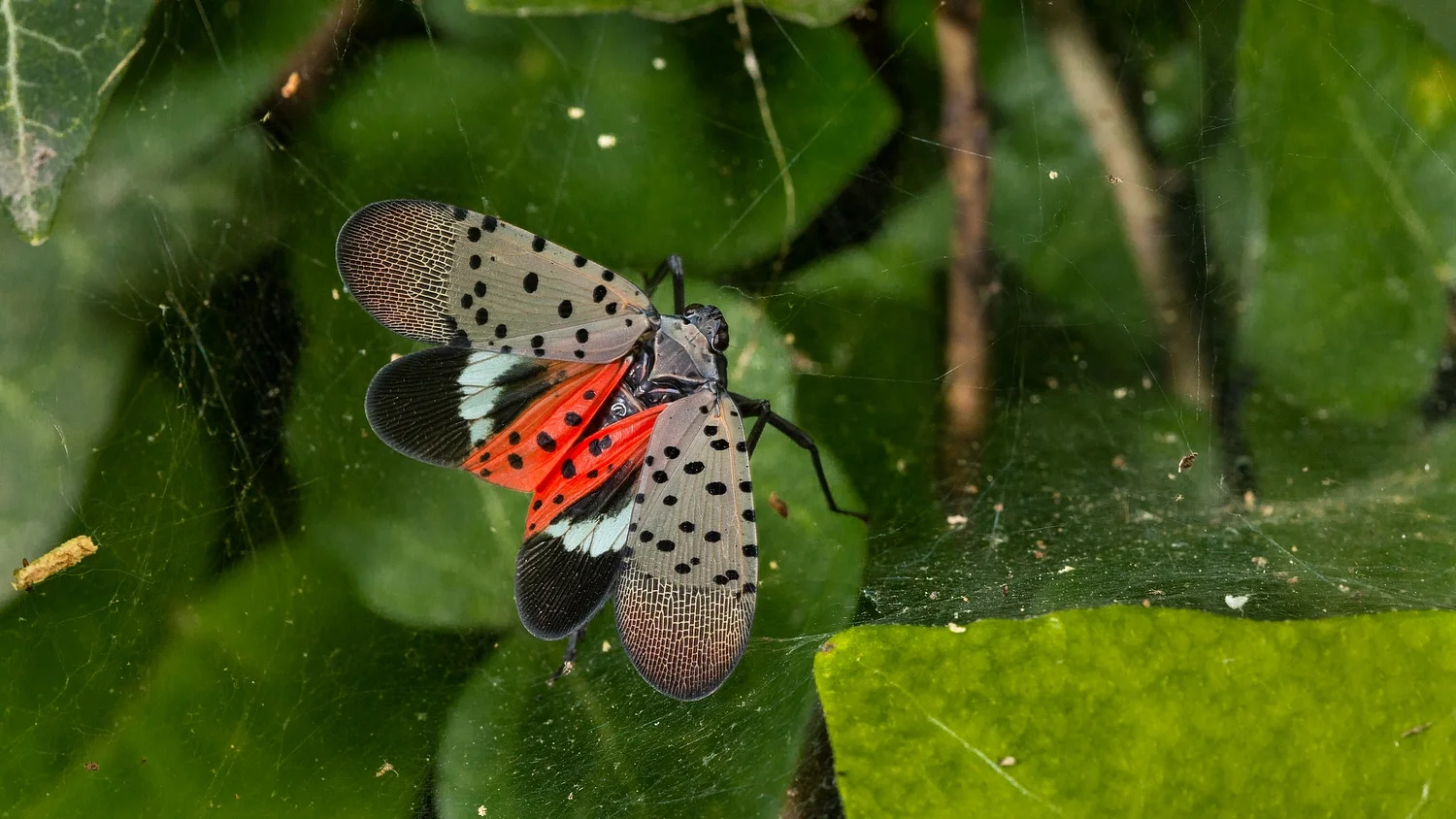 Meet your new neighbors! All about the spotted lanternfly