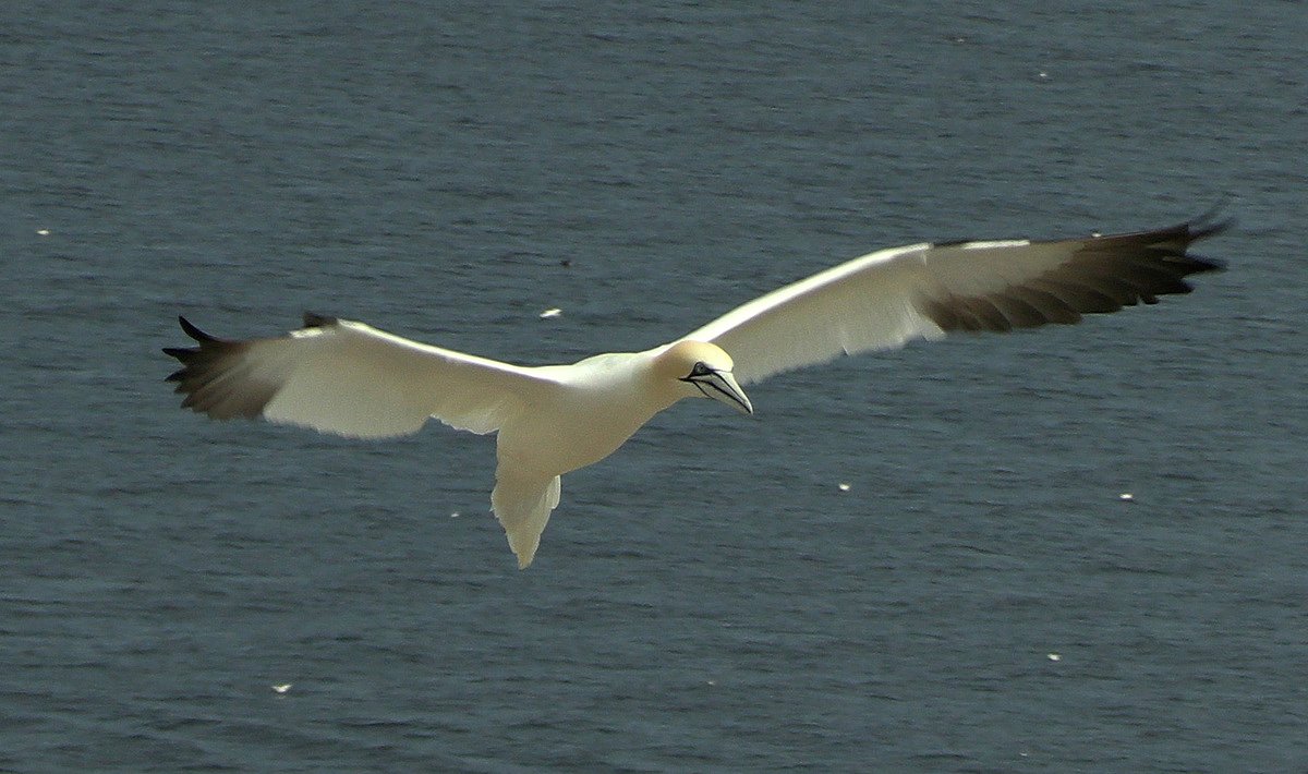 This Maine point is a front-row seat to a massive bird migration happening now