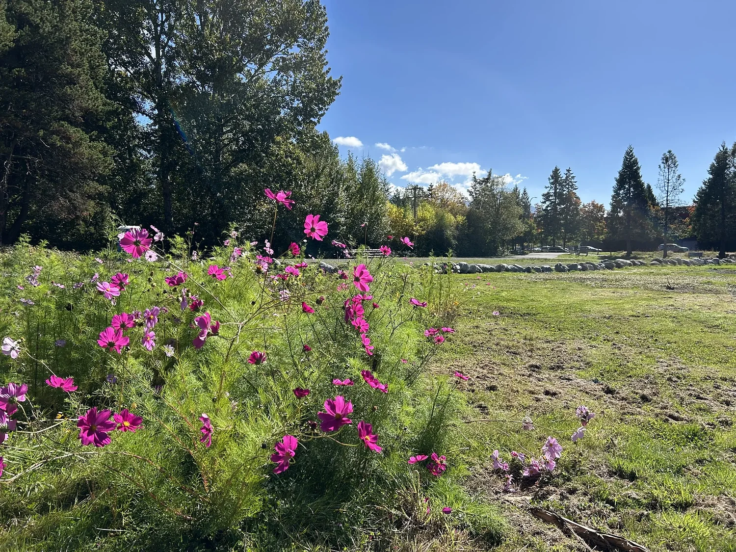 Wildflowers take root in overlooked green spaces around Issaquah