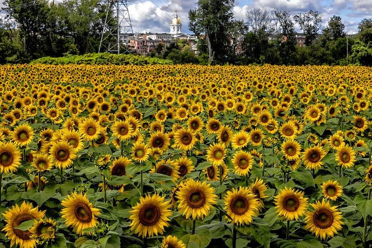 Arts Ahead: Sunflower festival, craft fair and more