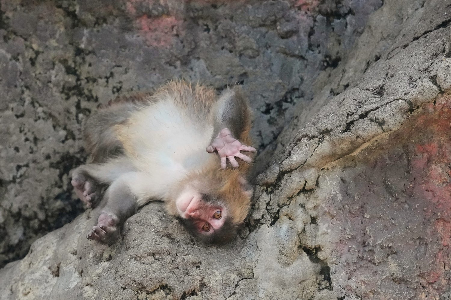 Japan's monkey sensation Punch gets thousands of birthday messages as he turns 1
