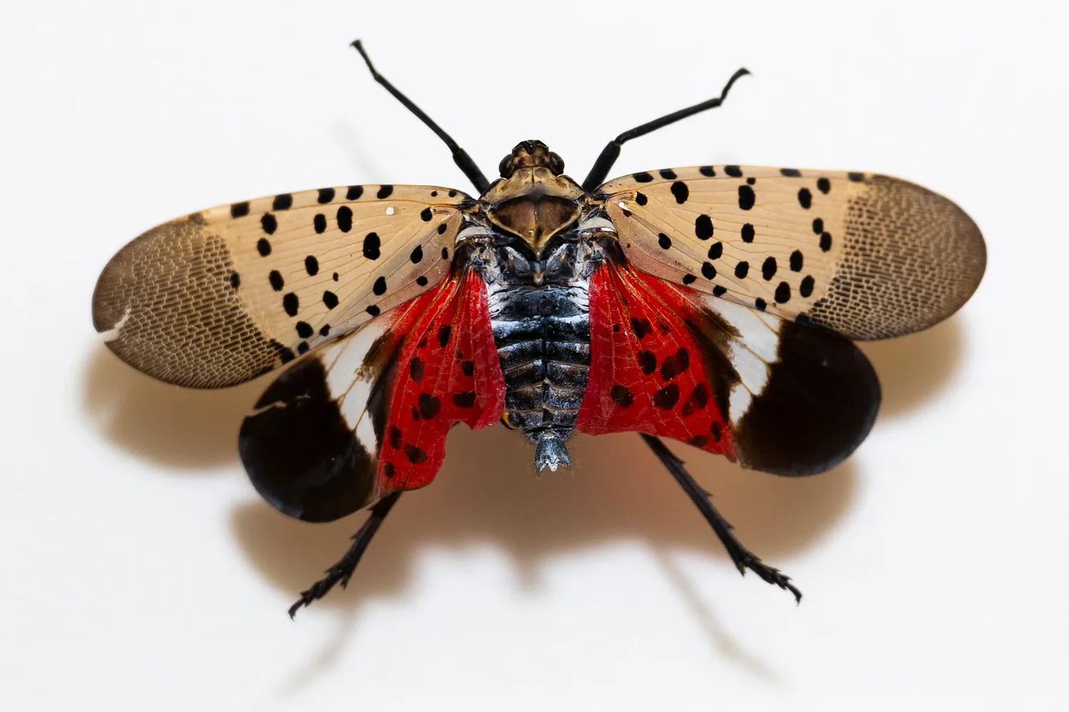 Invasive spotted lanternfly hitchhikes into Hampshire County, threatening local vineyards
