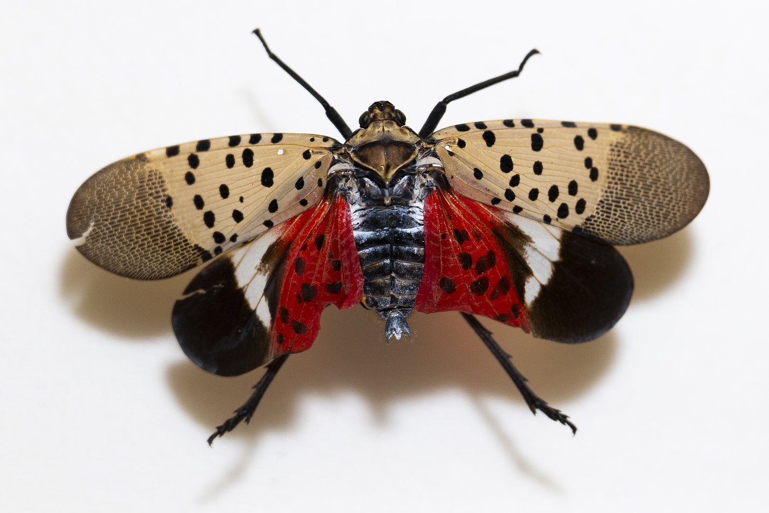 Invasive spotted lanternfly hitchhikes into region, threatening local vineyards