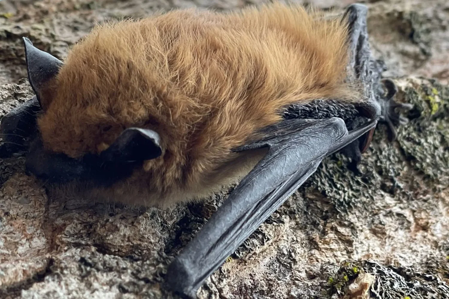 Rabies found in 3 bats in Lane County; residents urged to be sure pets are vaccinated
