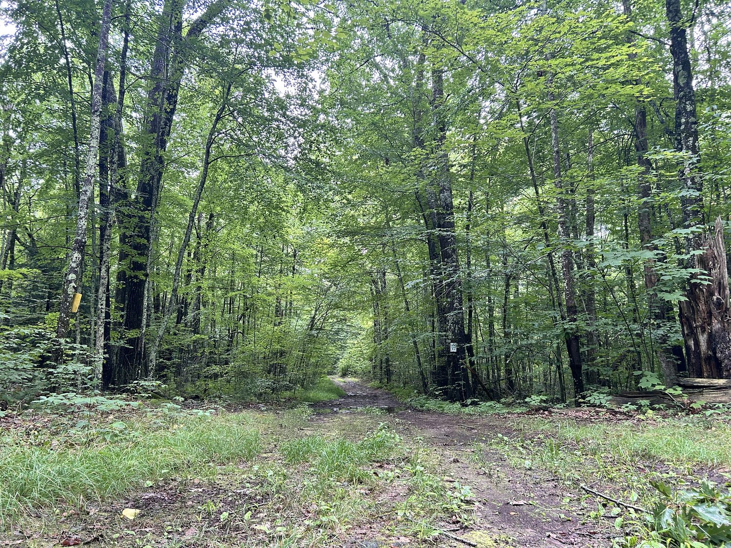 After Canterbury state representative attempted to claim forgotten land, search for legal owners continues 'in limbo'
