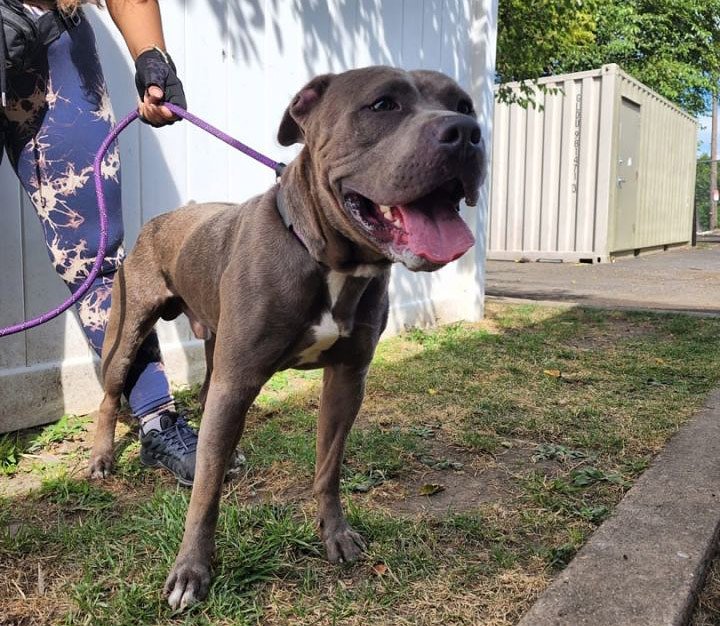 N.J. city paying $200K to settle suit brought by animal shelter volunteers who claimed mistreatment