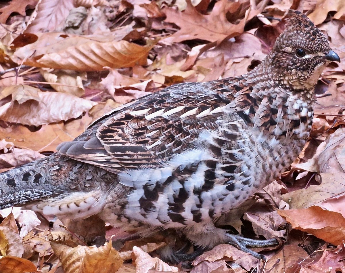 How to sex and age your harvested ruffed grouse