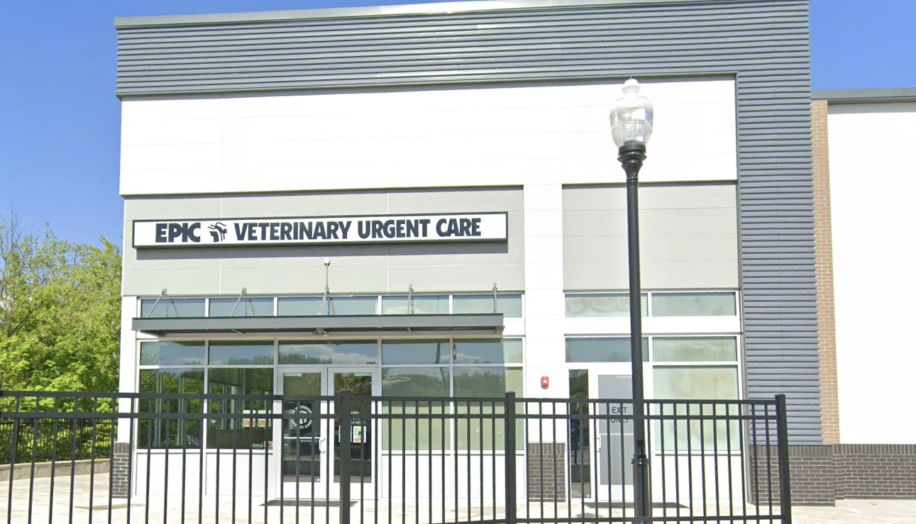 2 cats found with gunshot wounds in N.J. town, prompting police investigation