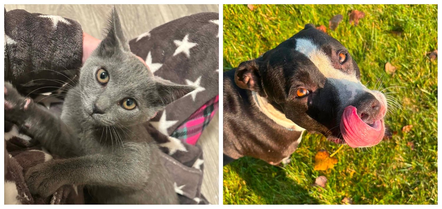 Pets of the week: Effie is affectionate. Ash is the sweetest little bestie.